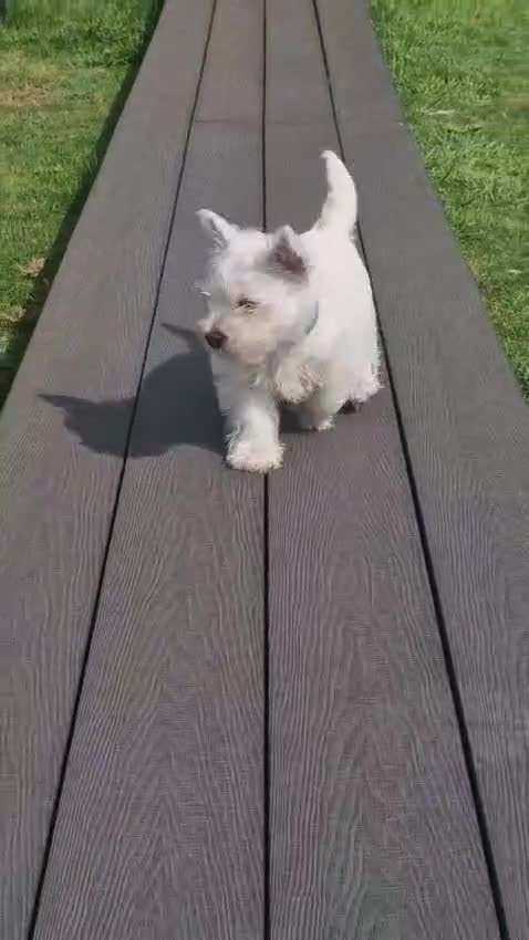 West Highland Terrier dogs for sale: White West highland terrier - Video 1