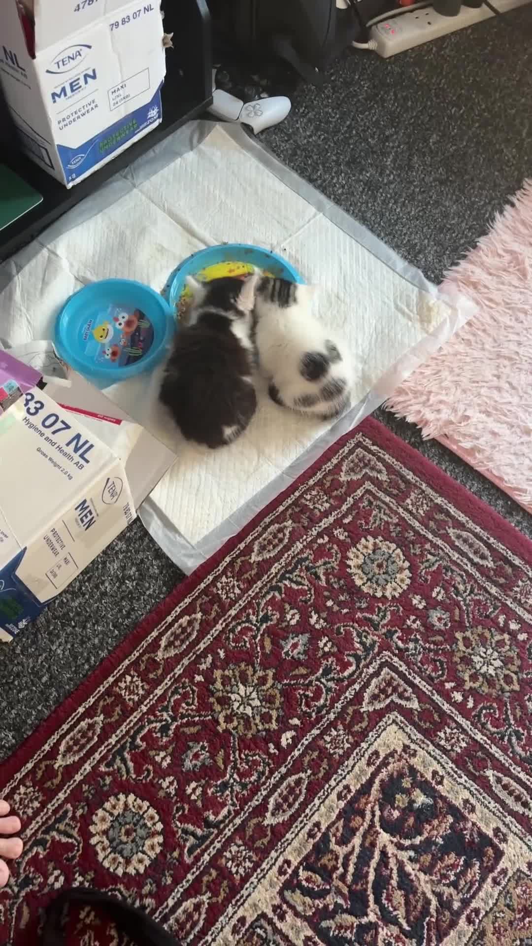 British Shorthair cats for sale: Adorable Kittens Looking for a Loving Home - Video 1