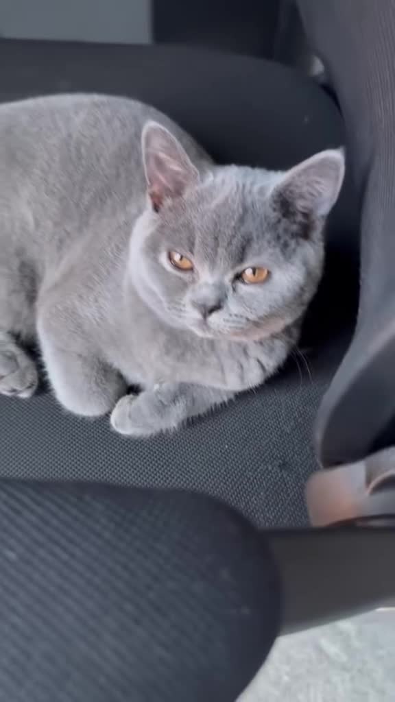 British Shorthair cats for sale: Beautiful Friendly Cat Looking for a Loving Home - Video 5