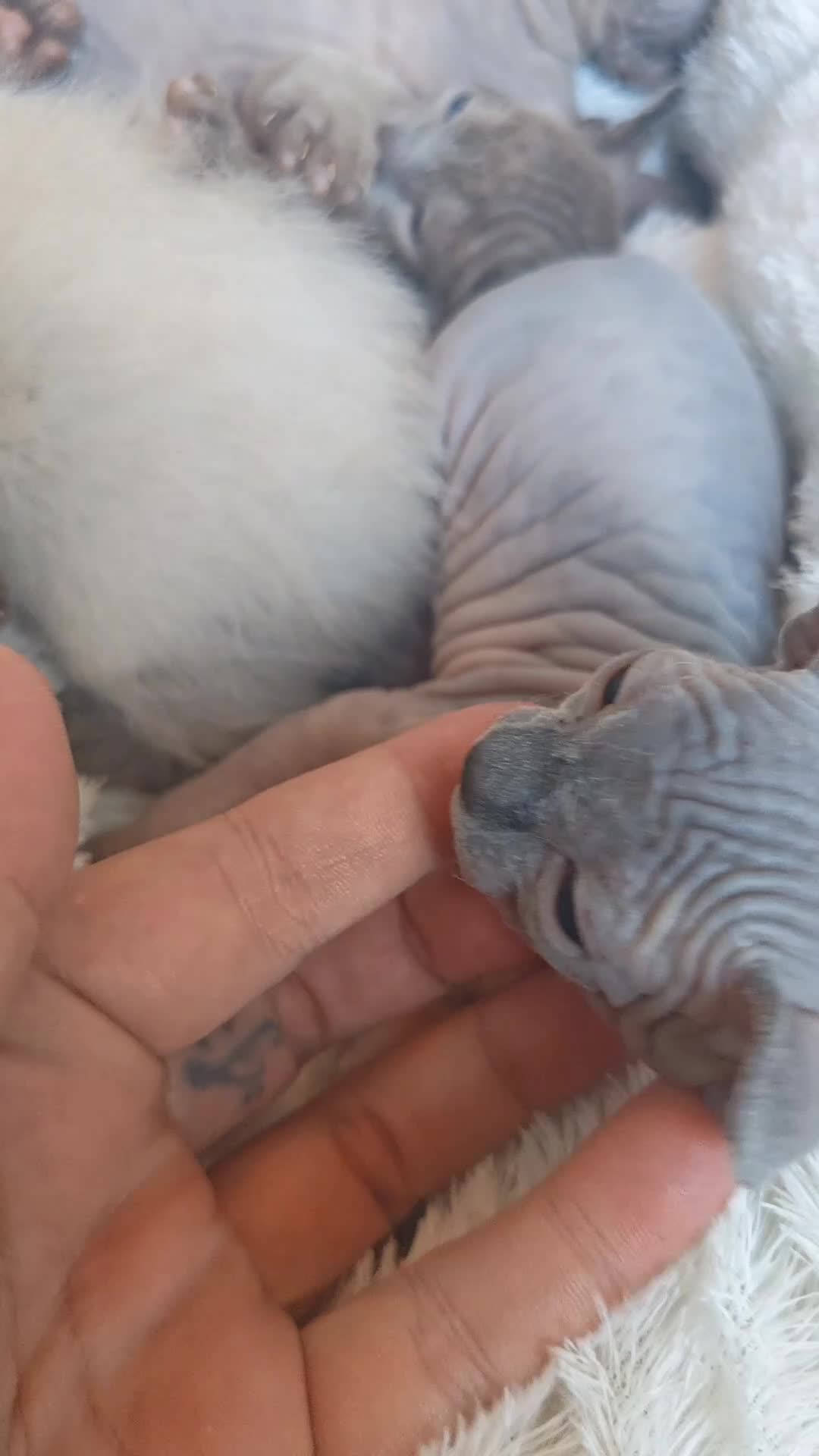 Mixed Breed cats for sale: Beautiful Sphynx x ragdoll kittens  - Video 1