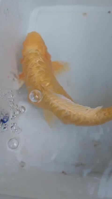 Koi Carp fish for sale: Koi raffle  - Video 2