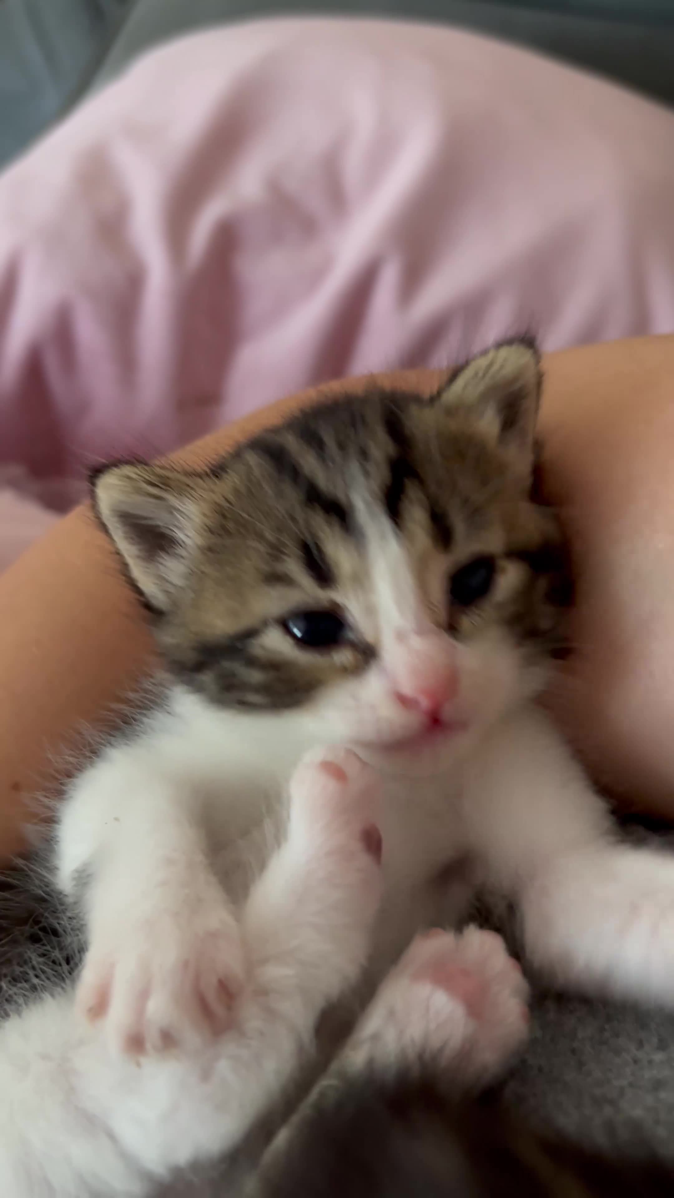 British Shorthair cats for sale: 2 kittens for sale - Video 1