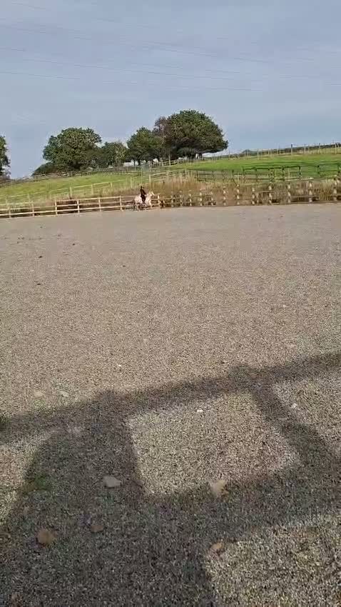 Riding pony horses for sale: Star  - Video 2