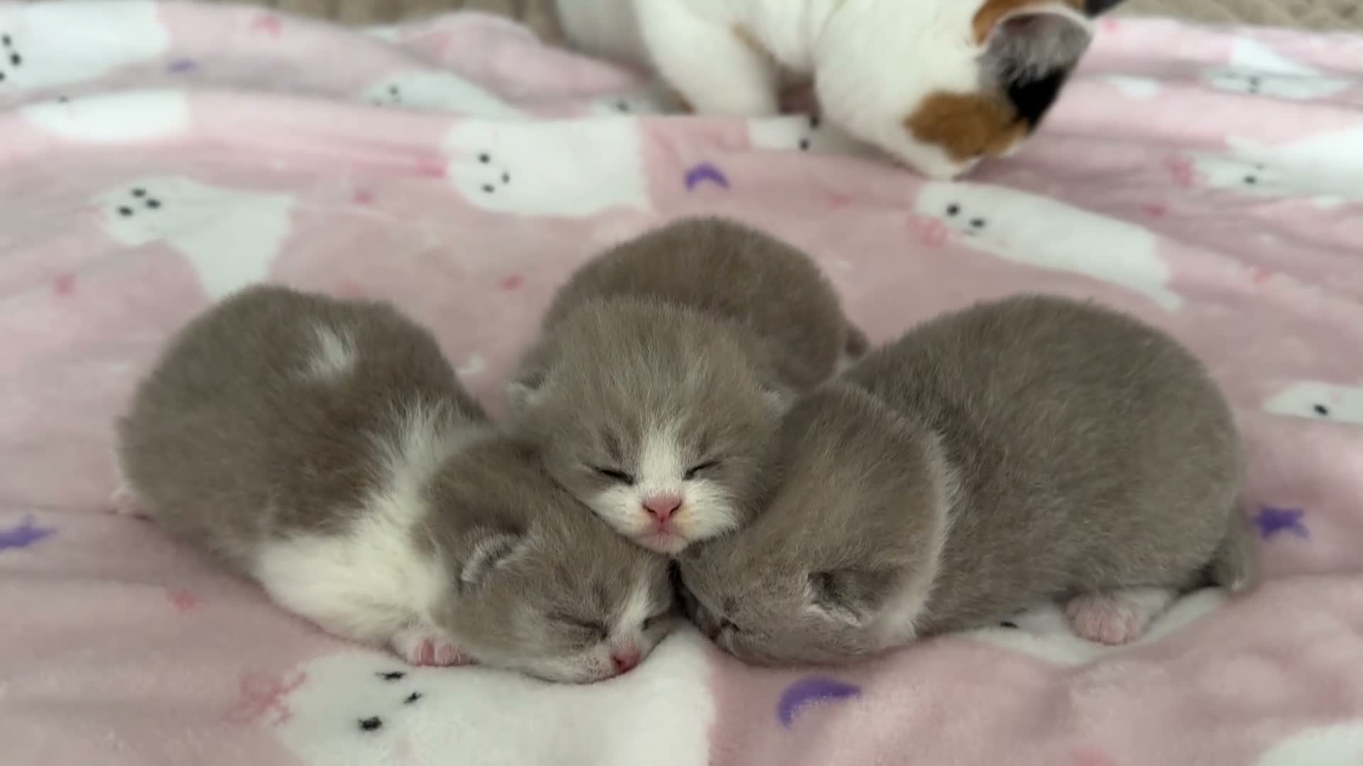 British Shorthair cats for sale: Lilac bi colours boys ready mid December ( TICA) - Video 1