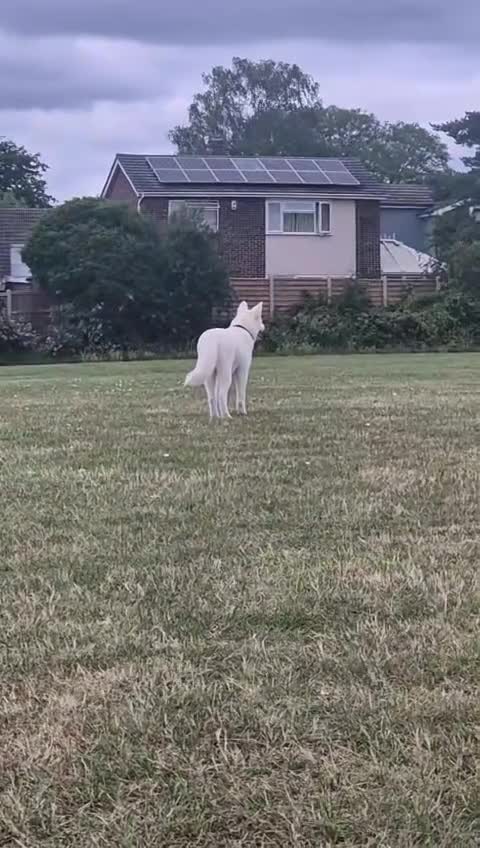 Akita dogs for sale: Samoyed Akita  in Chelmsford - Video 4