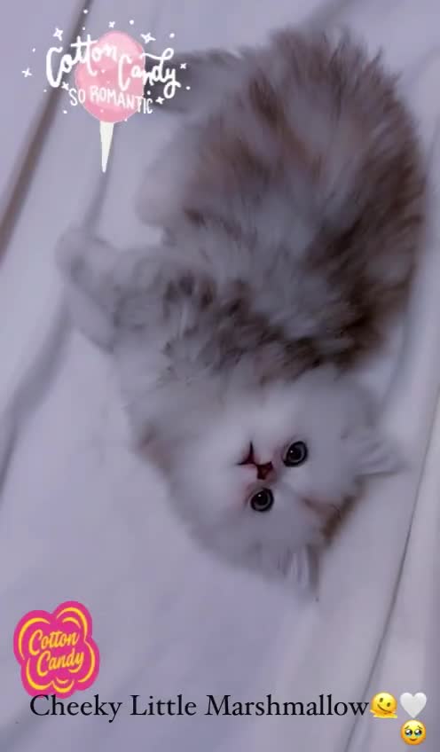 Persian cats for sale: Rare Persian Kittens in London🤍 - Video 3