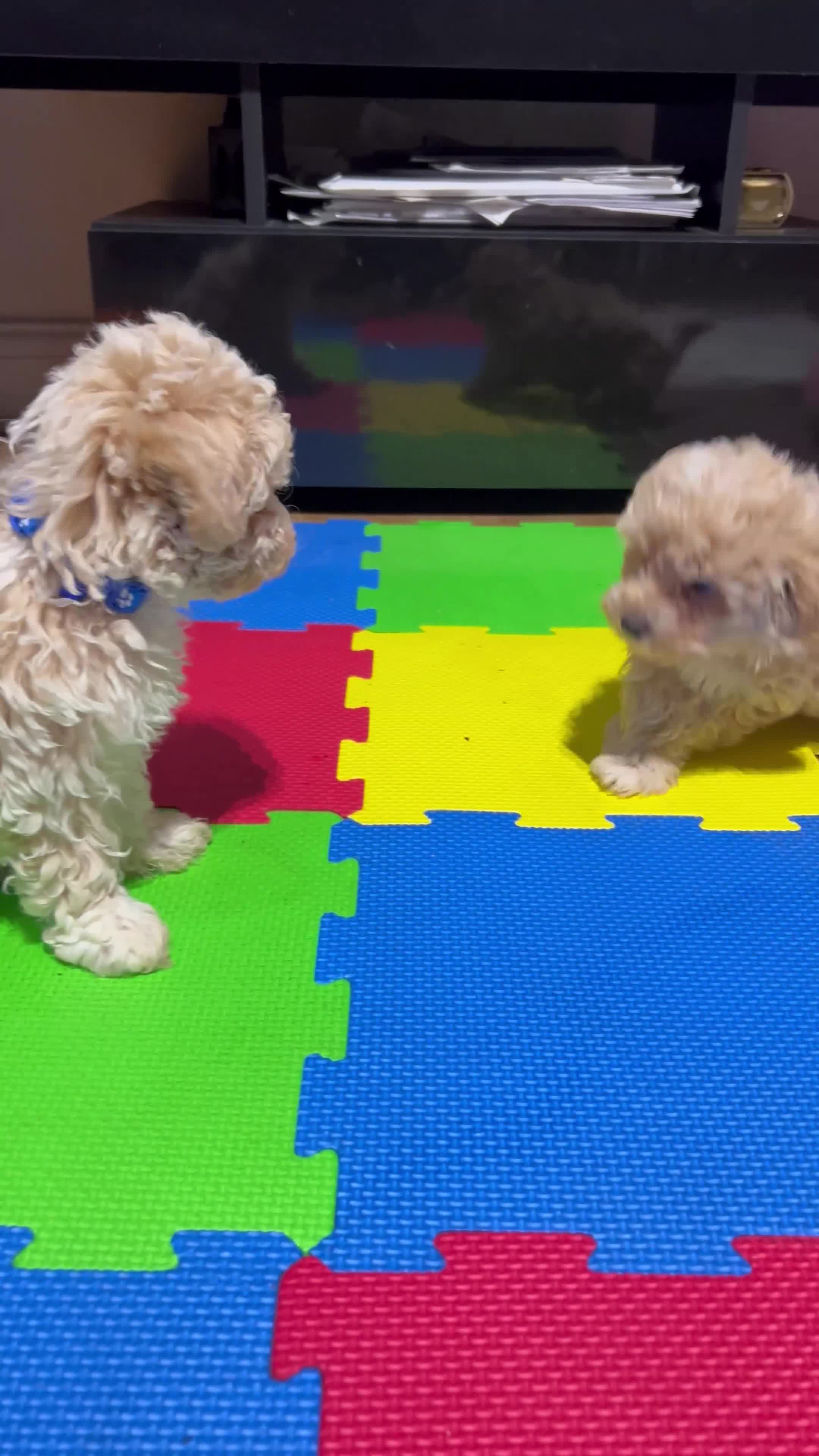 Maltipoo dogs for sale: Maltipoo F1 Males💙 - Video 1