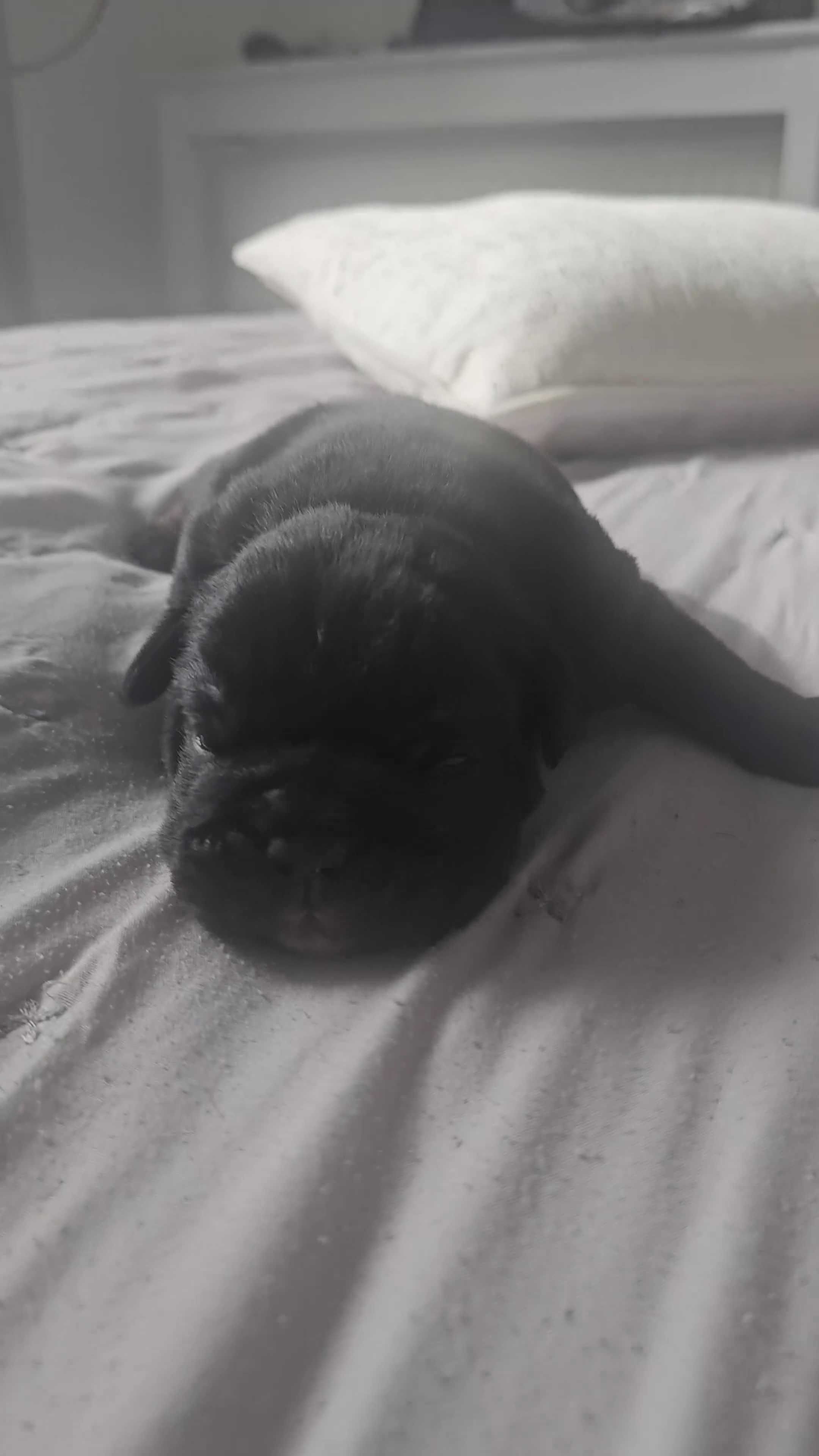 English Bulldog dogs for sale: KC Reg Champion Bloodlines 1 Girl Left £ 2800 - Video 1