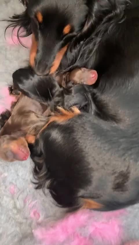 Miniature Dachshund dogs for stud: ** ROGUEROYALES STUD DASH ** PRA Clear in Wolverhampton - Video 1