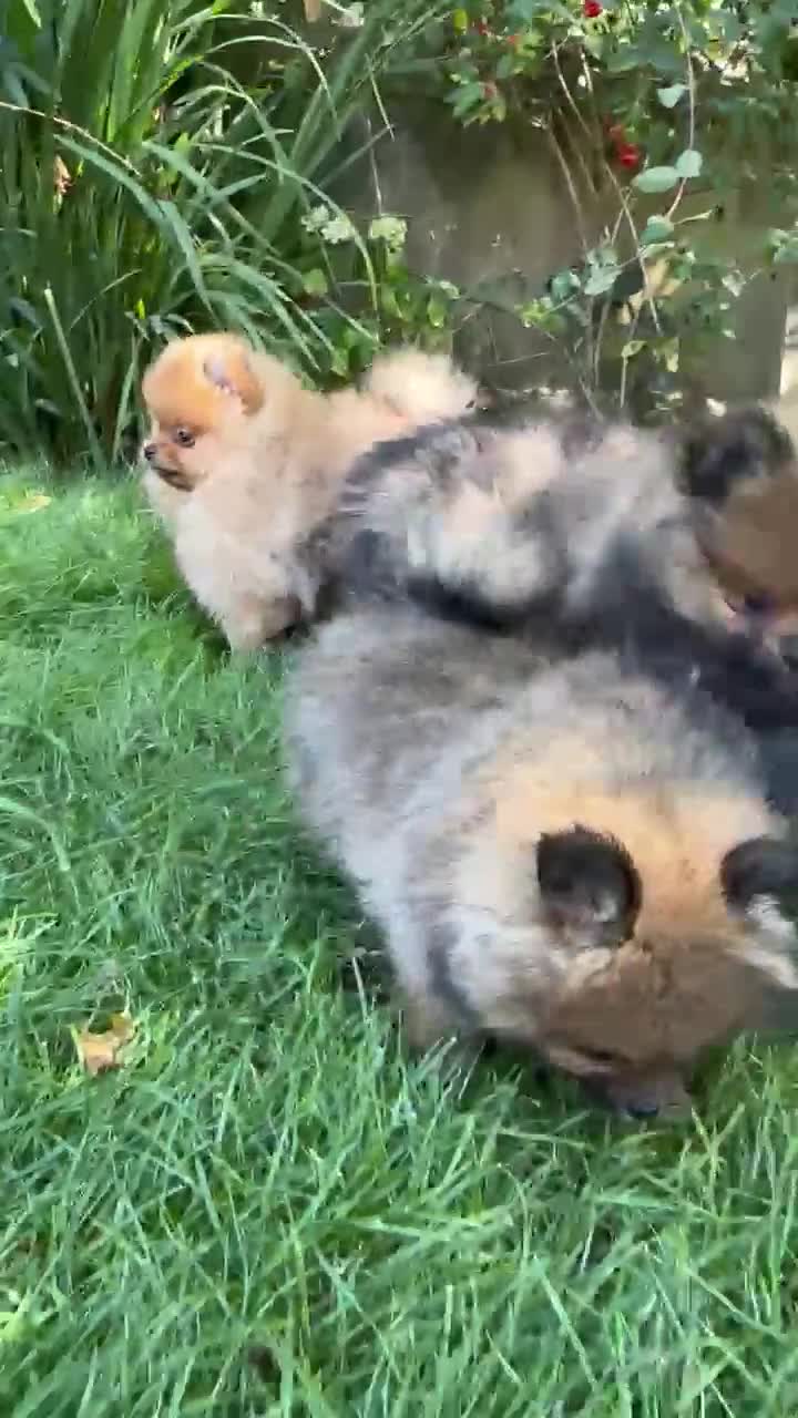 Pomeranian dogs for sale: kc reg top quality teddy Pomeranian pups  - Video 3