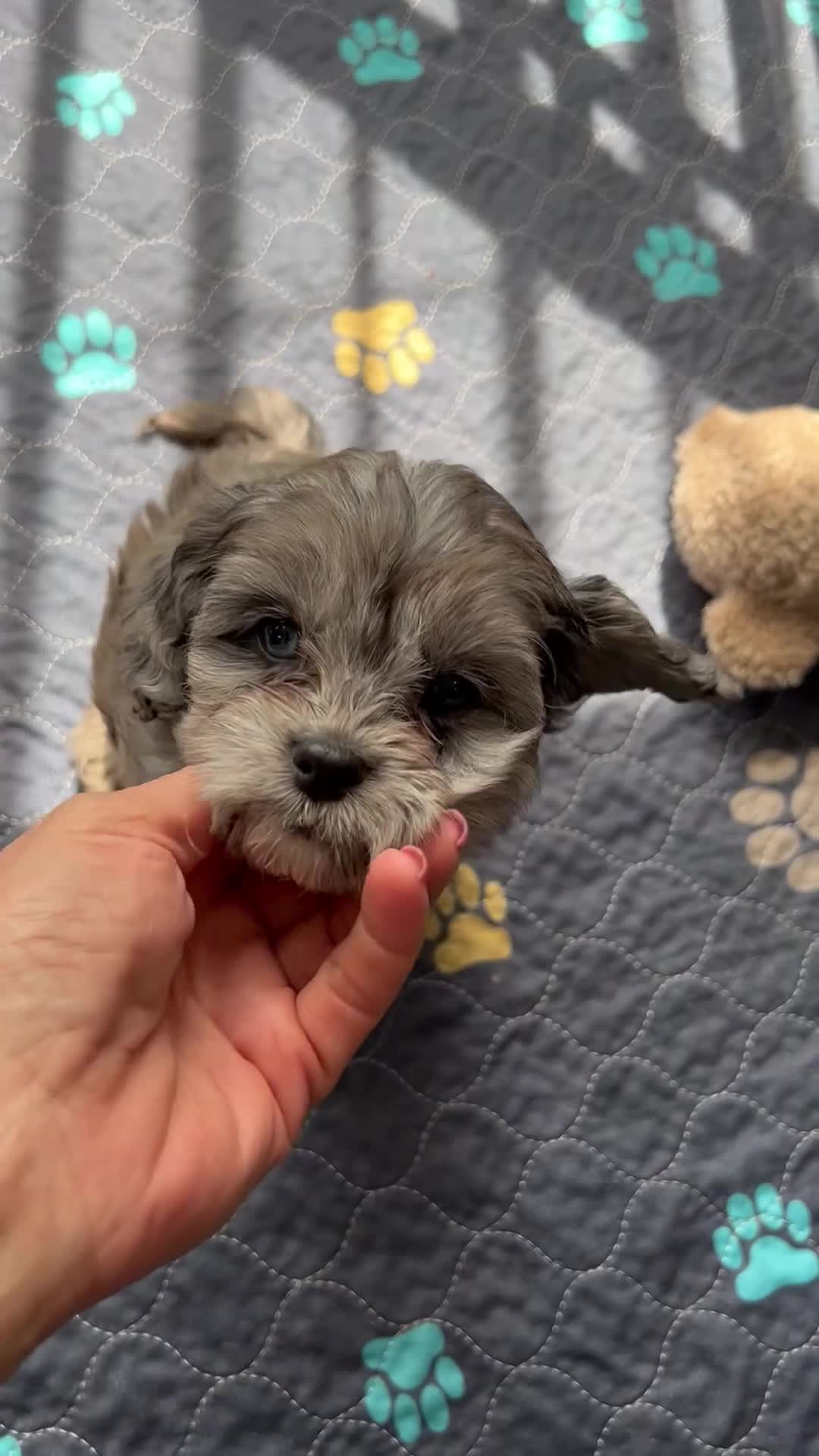 Cavapoo dogs for sale: CAVAPOO GIRL PUPPY AVAILABLE TO A 5🌟HOME - Video 1