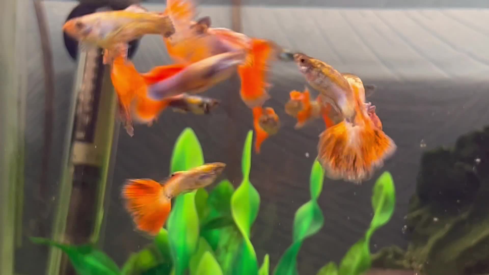 Live Bearers fish for sale: Guppies  - Video 1