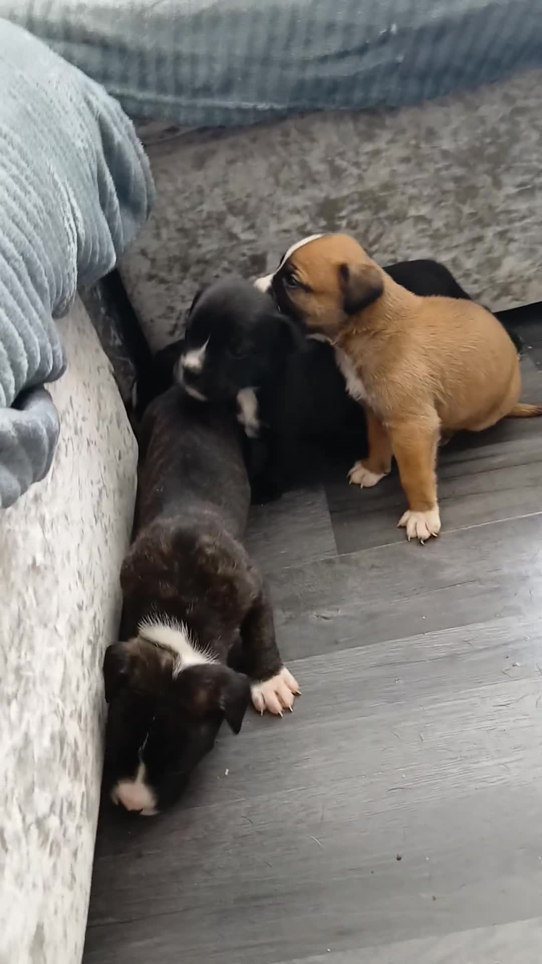 Mixed Breed dogs for sale: Beautiful mastiff cross pups - Video 1