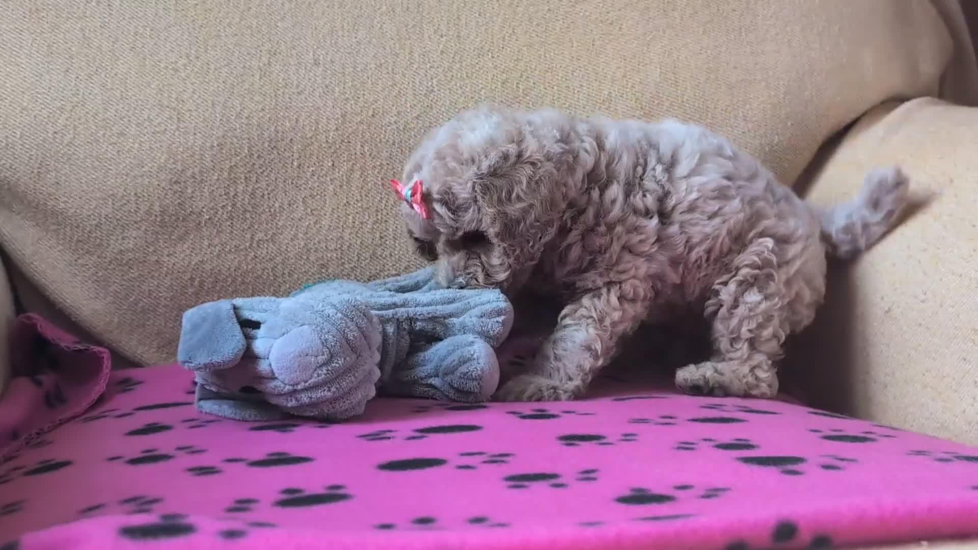 Maltipoo dogs for sale: Stunning Toy Maltipoo Puppies  - Video 3
