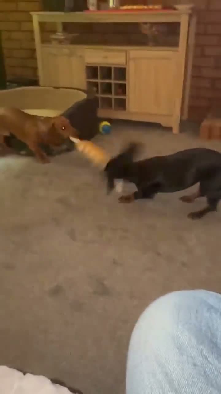 Dachshund dogs for sale: Dachshund looking for a New home - Video 1