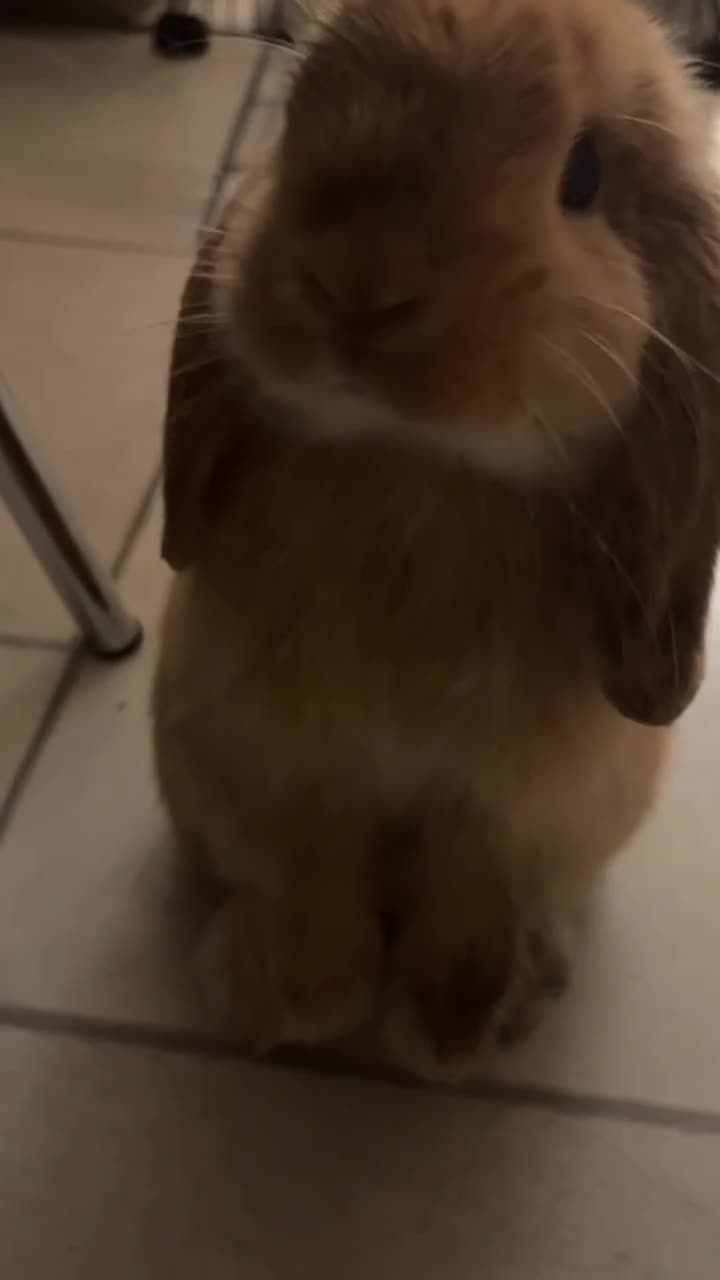 Mini Lop rabbits for sale: Coco Mini lop female bunny  - Video 2