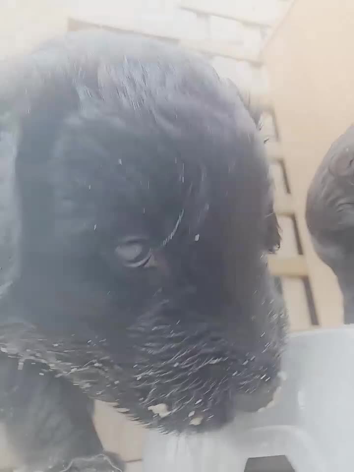 Mixed Breed dogs for sale: ✨ Gorgeous Black Golden Shepherd Puppies  - Video 1