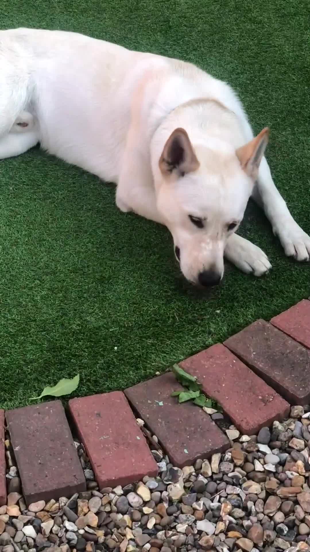 Mixed Breed dogs for sale: WHITE GERMAN SHEPHERD X AKITA MALE - Video 2