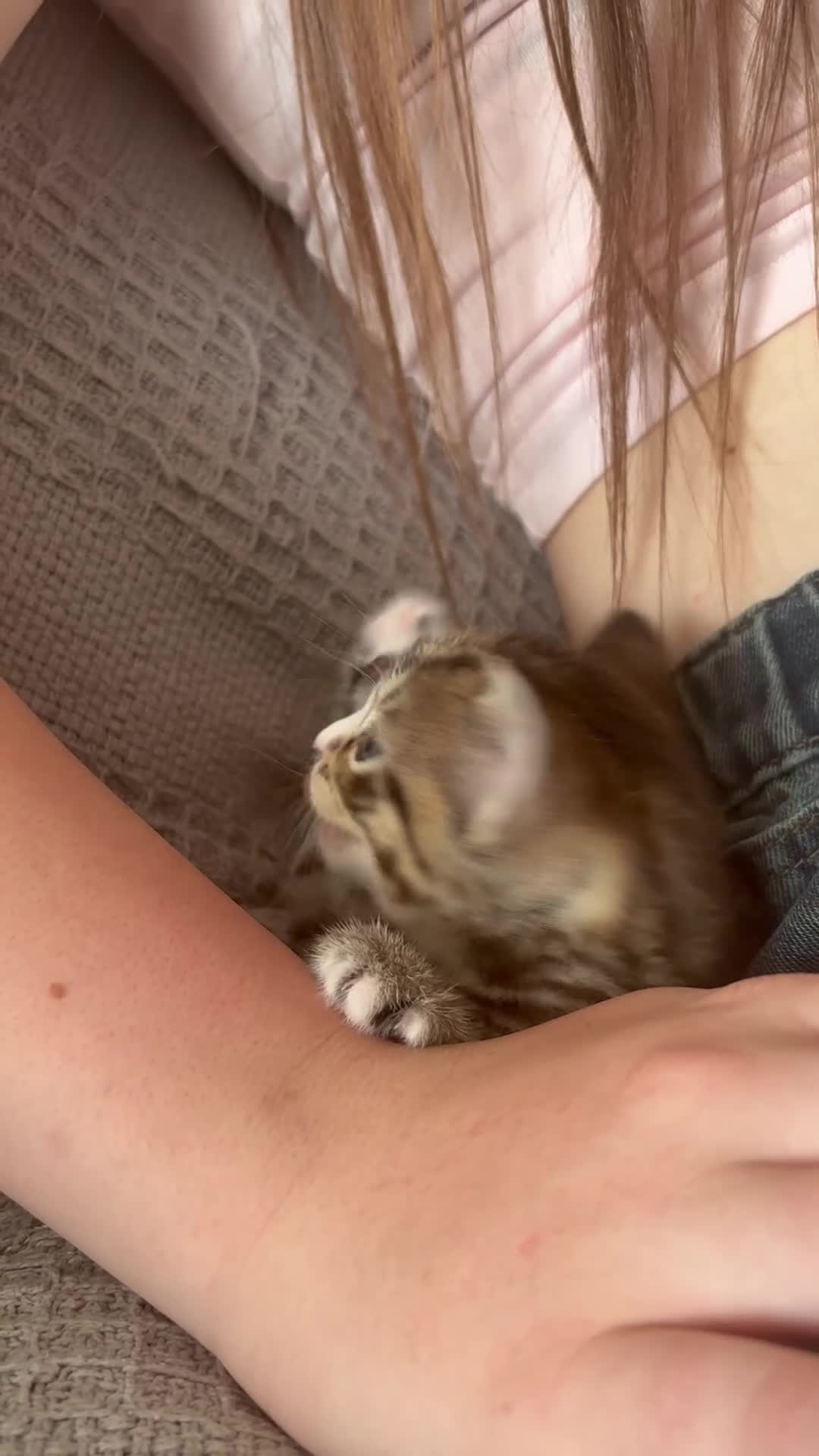 Mixed Breed cats for sale: **BEAUTIFUL FEMALE KITTEN** - Video 1