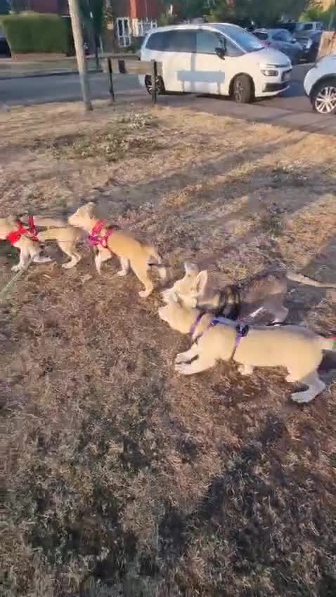 Mixed Breed dogs for sale: Low Content Wolfdog puppies  - Video 4