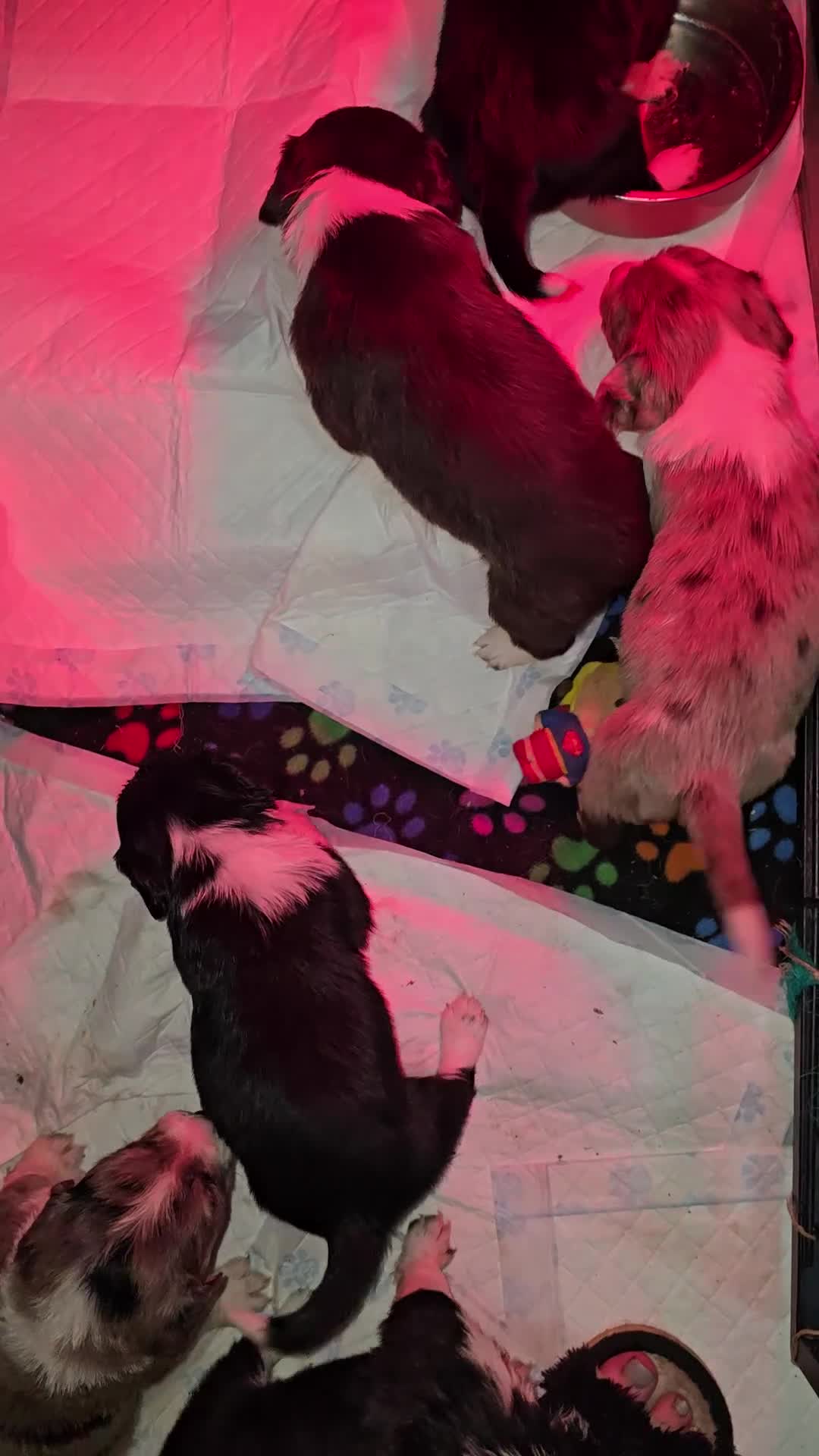 Mixed Breed dogs for sale: Beautifull sprollie pups - Video 2