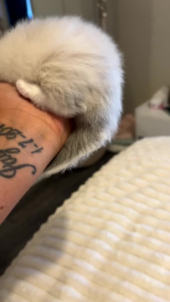 Ragdoll cats for sale: 7 beautiful ragdoll kittens  - Video 4