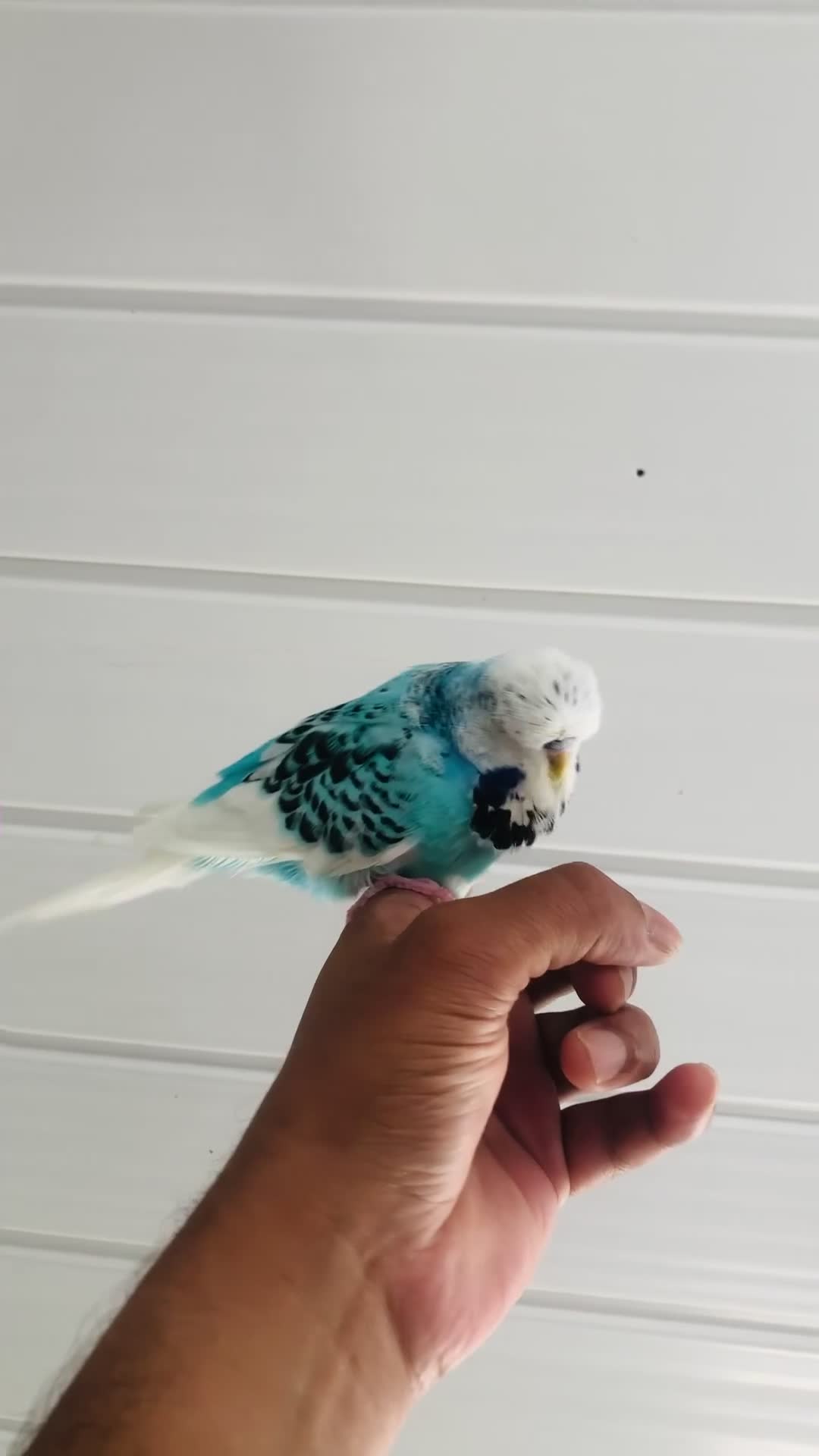 Budgerigars birds for sale: Beautiful semi hand tame exhibition budgies. - Video 2
