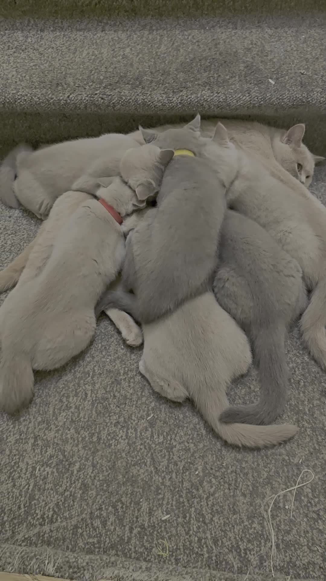 British Shorthair cats for sale: GCCF Active Parents- 6 British Shorthair Kittens - Video 4