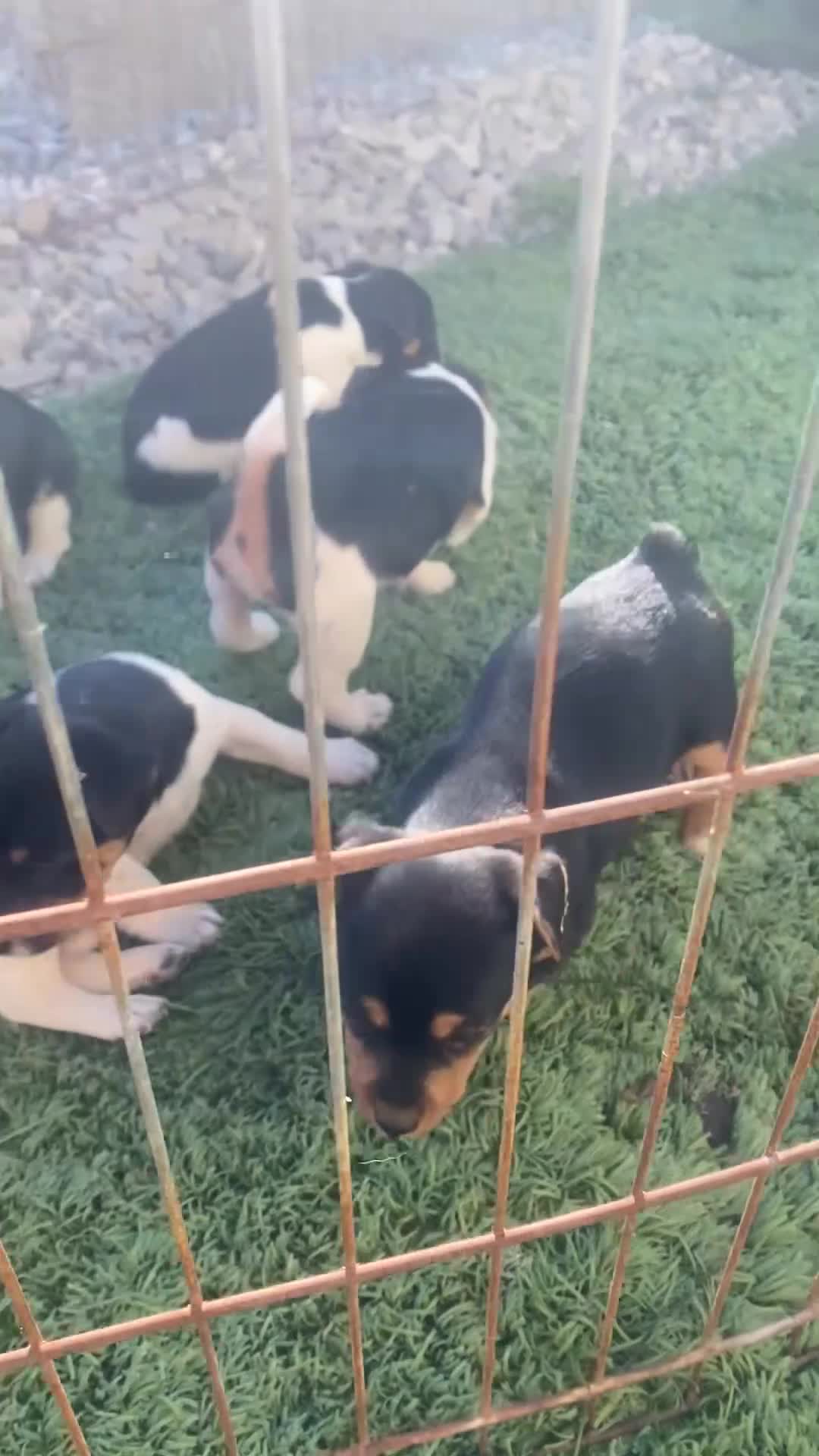 Jack Russell dogs for sale: Very Rare Miniature Jack Russell Bobtail puppies  - Video 2