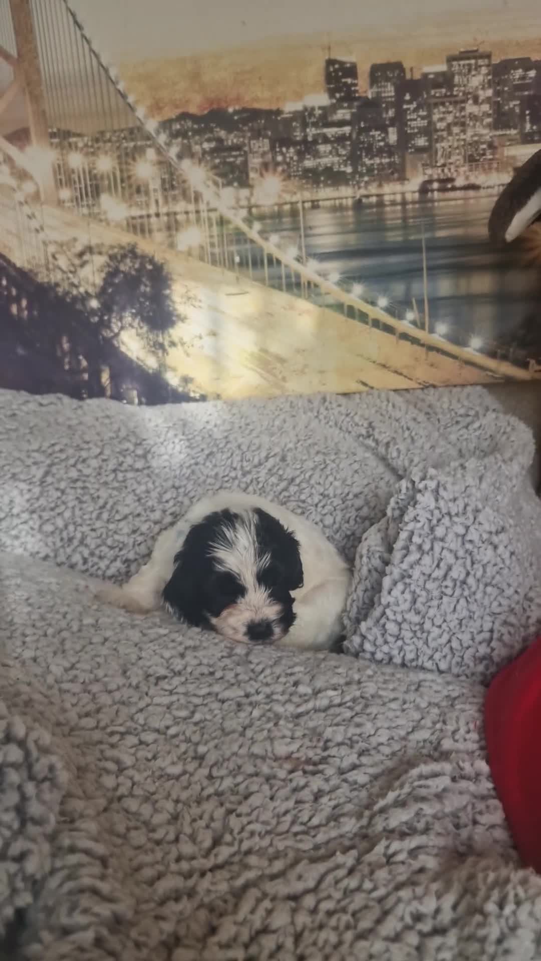 Cockapoo dogs for sale: 4 outstanding cockerpoos  - Video 1