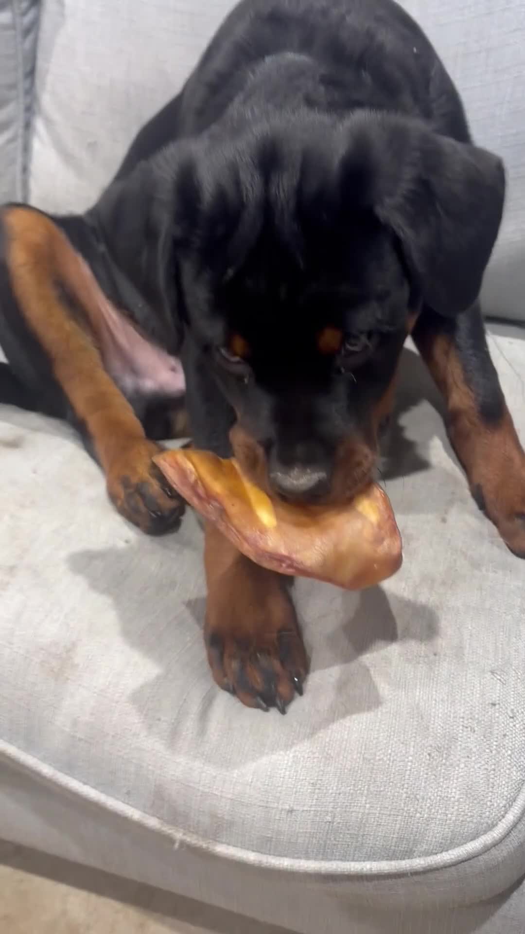 Rottweiler dogs for sale: Massive Rottweiler  - Video 4