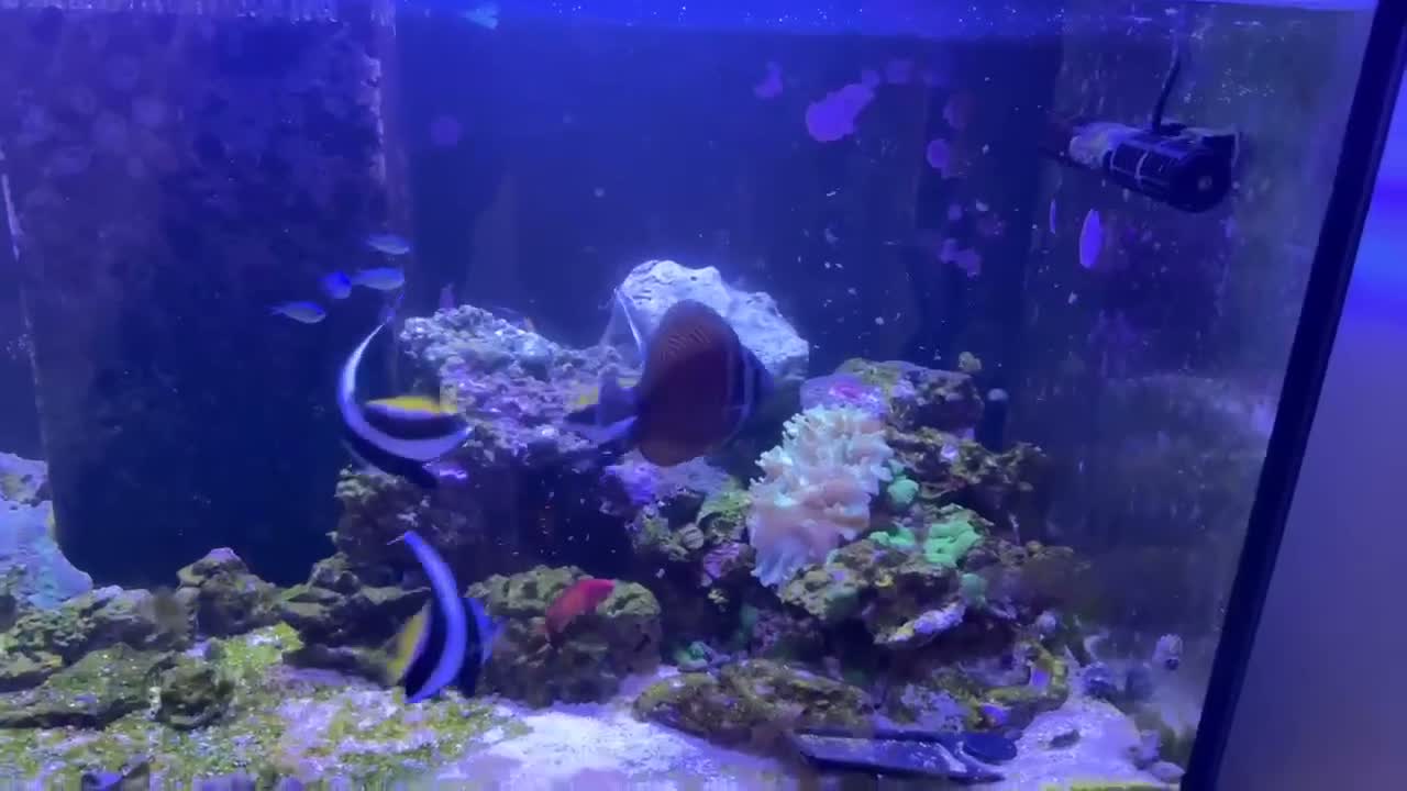 Butterfly Fish fish for sale: Trio of Heniochus Butterflyfish in Stratford-upon-Avon - Video 1