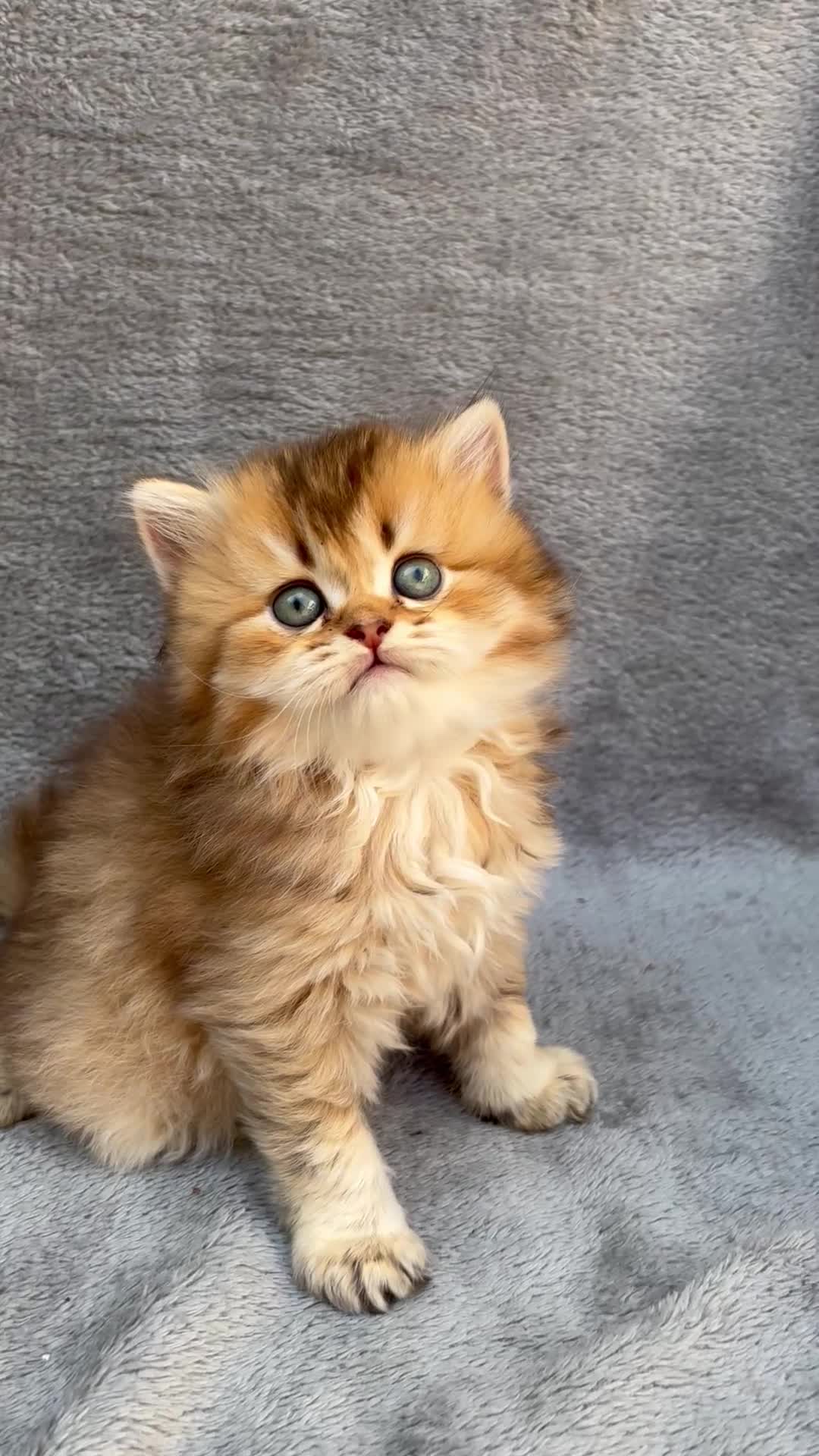 British Longhair cats for sale: Pedigree British longhair golden chocolate lilac - Video 2