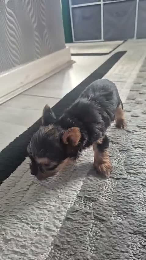 Yorkshire Terrier dogs for sale: 💙 Yorkshire Terrier Puppies 💙 Boys left only 💙 - Video 1
