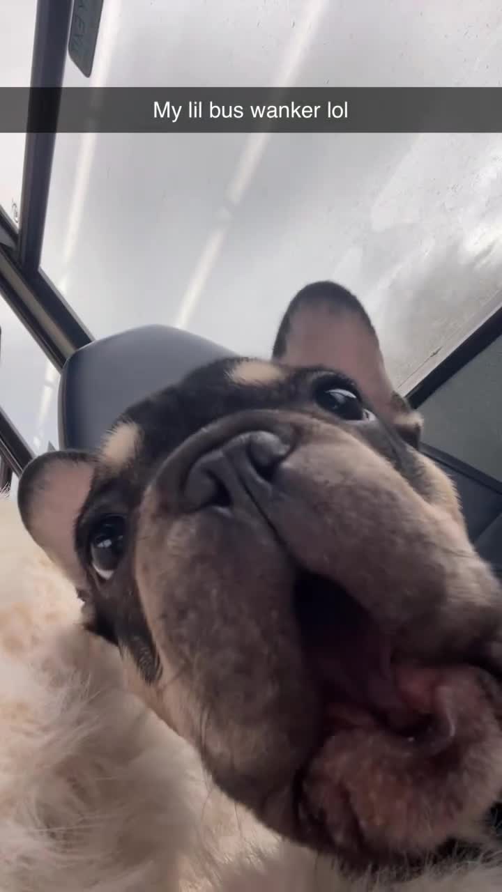 French Bulldog dogs for sale: French bulldog - Video 1