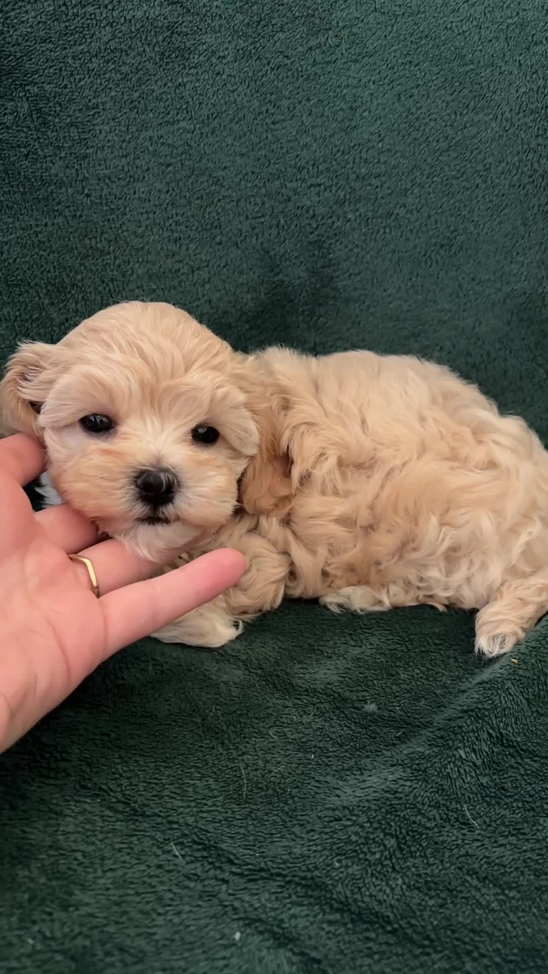 Maltipoo dogs for sale: ⭐Tiny Maltipoo Puppies |Maltese x Asian Toy Poodle - Video 1