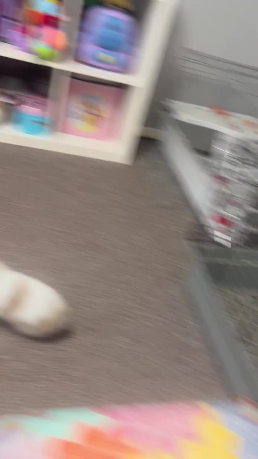 Lionhead rabbits for sale: Lionhead Rabbits  - Video 1