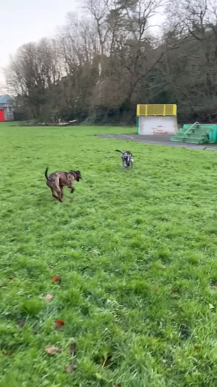 Mastiff dogs for sale: Rare merle English mastiff girl in Saint Austell - Video 3