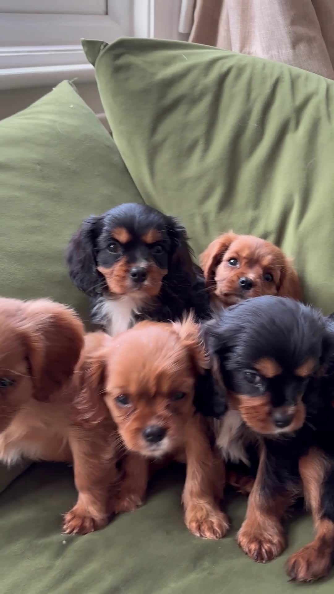 Cavalier King Charles Spaniel dogs for sale: Beautiful Cavalier King Charles Spaniel Puppies ❤️ - Video 1