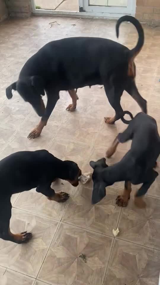 Dobermann dogs for sale: *£1500 - 3 MALES LEFT * KC DOBBERMAN PUPPIES - Video 2