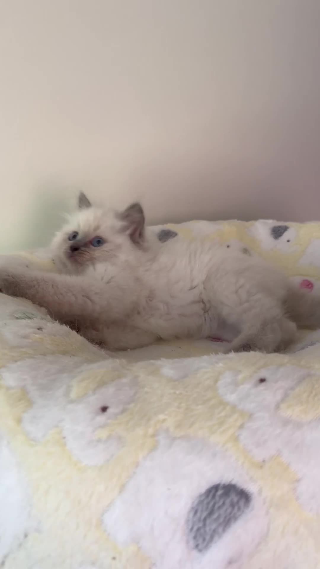 Ragdoll cats for sale: Adorable Ragdoll Kittens Seeking Forever Homes - Video 2