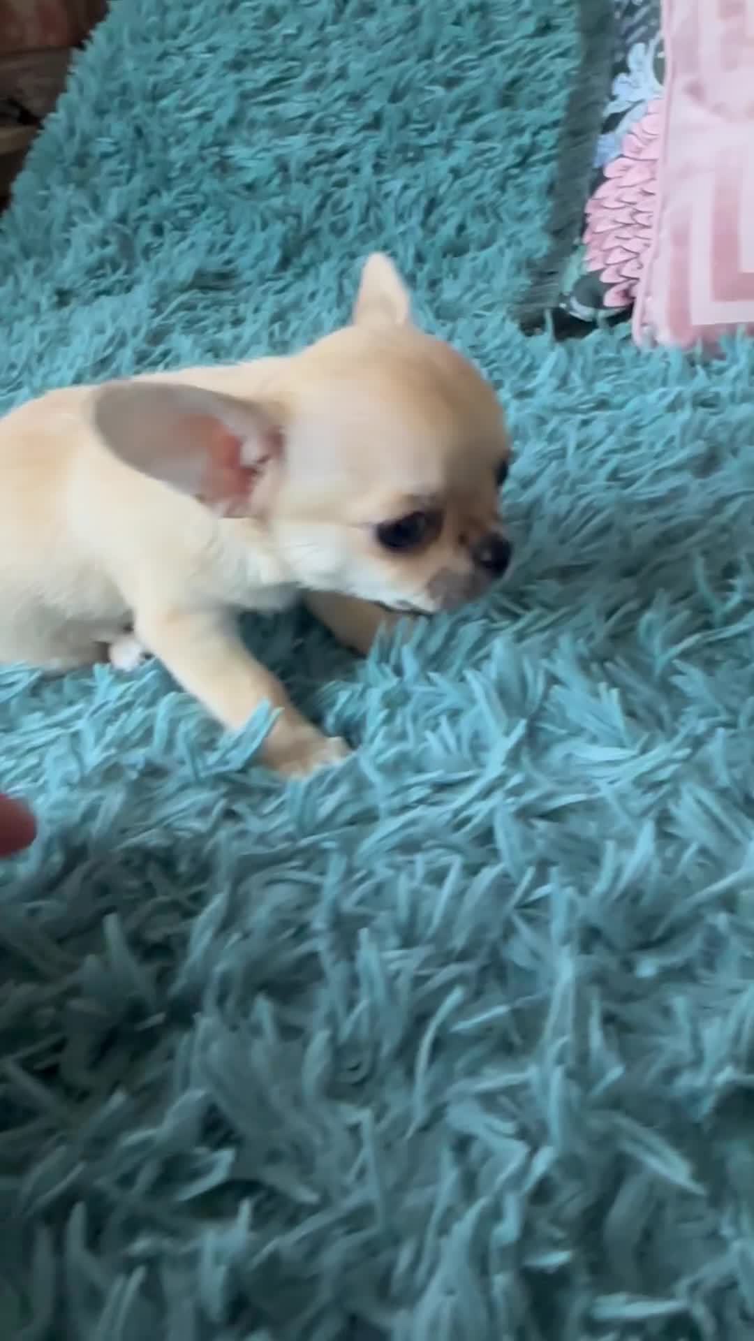 Chihuahua dogs for sale: Beautiful cream girls - Video 3