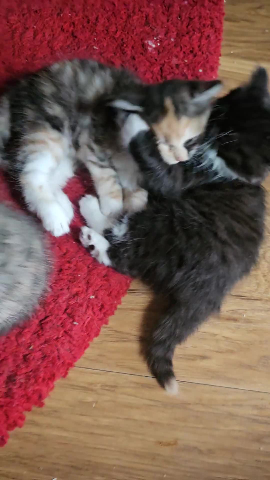 Mixed Breed cats for sale: Quarter persian fluffy kittens for sale - Video 1
