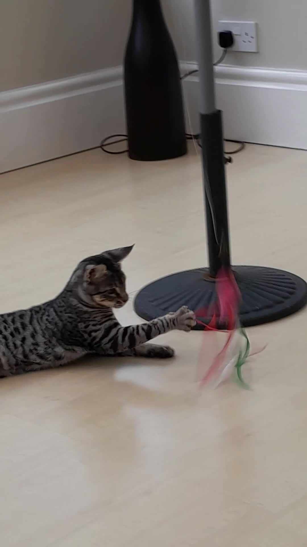 Savannah cats for sale: Full Pedigree F5 TICA reg Savannah Girl Kitten - Video 1