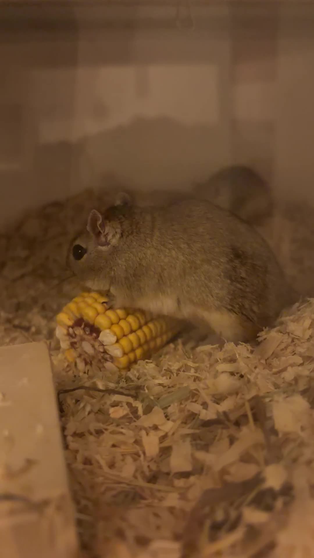 Gerbil rodents for sale: Crumble & crumble  in Leigh-on-Sea - Video 1