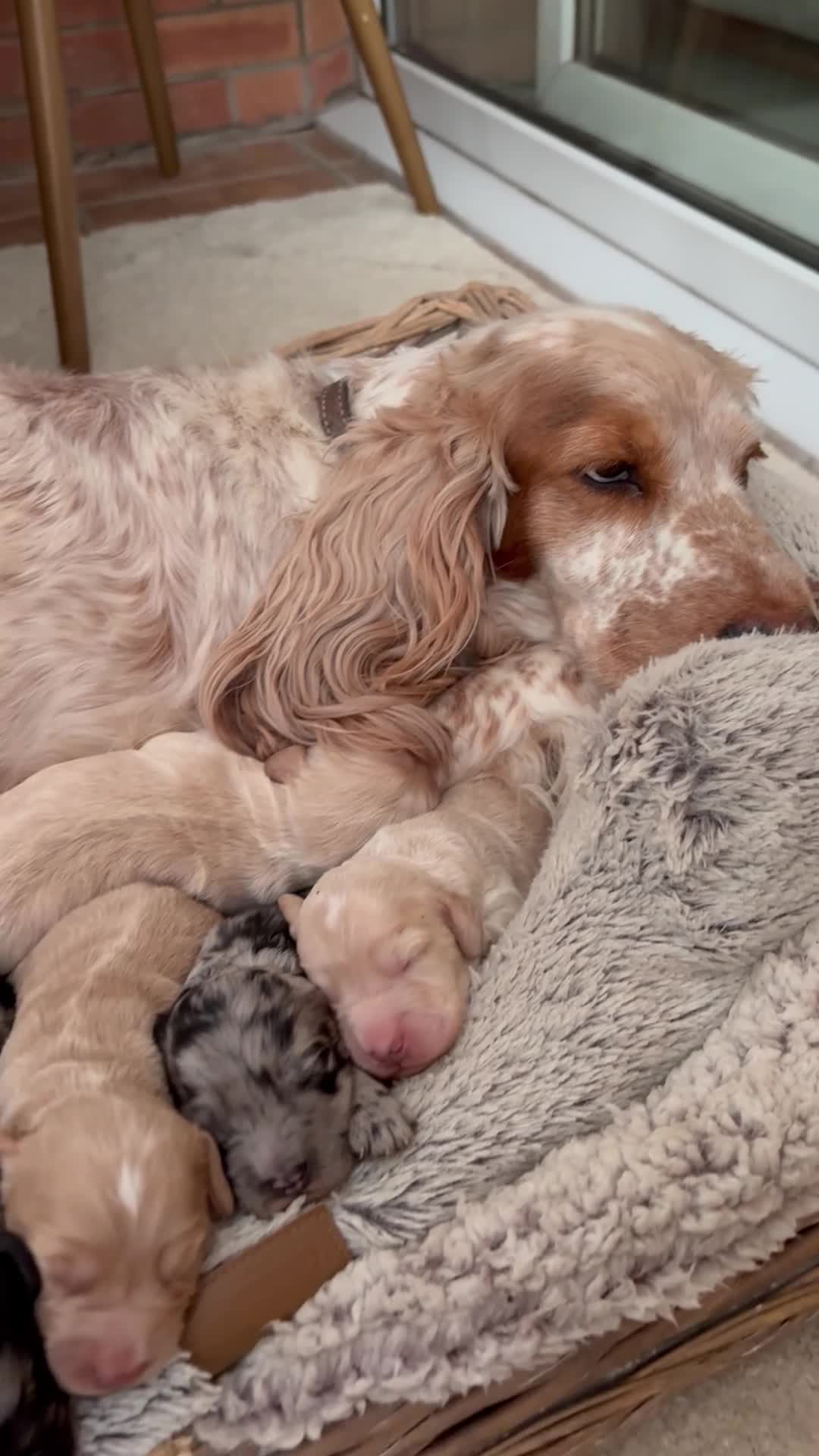 Cockapoo dogs for sale: Newborn F1 show miniature Cockapoo puppies - Video 3