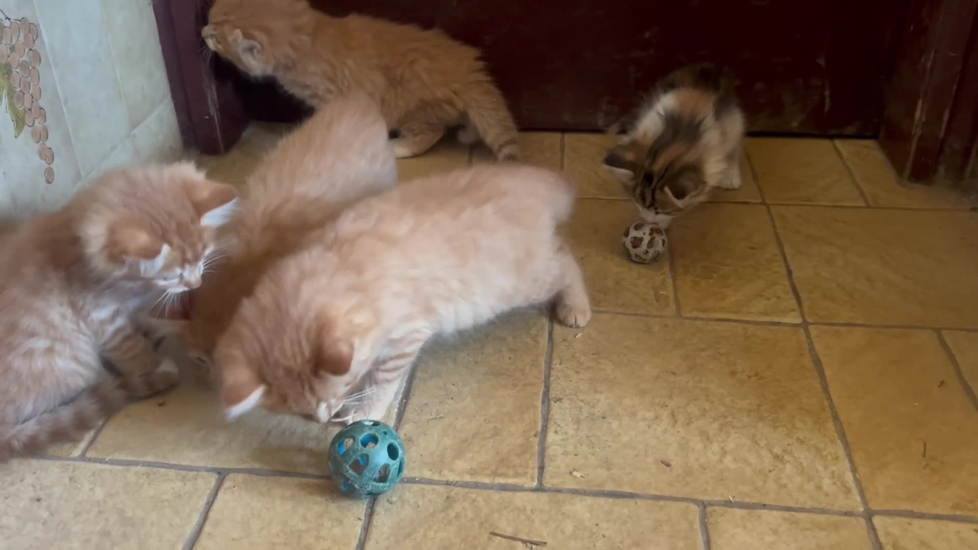 Mixed Breed cats for sale: Long & short haired kittens males and females  - Video 3