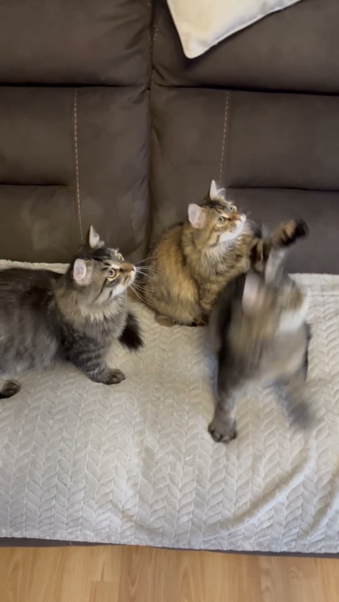 Siberian cats for sale: Siberian Kitens from Tunguska House Cattery - Video 1