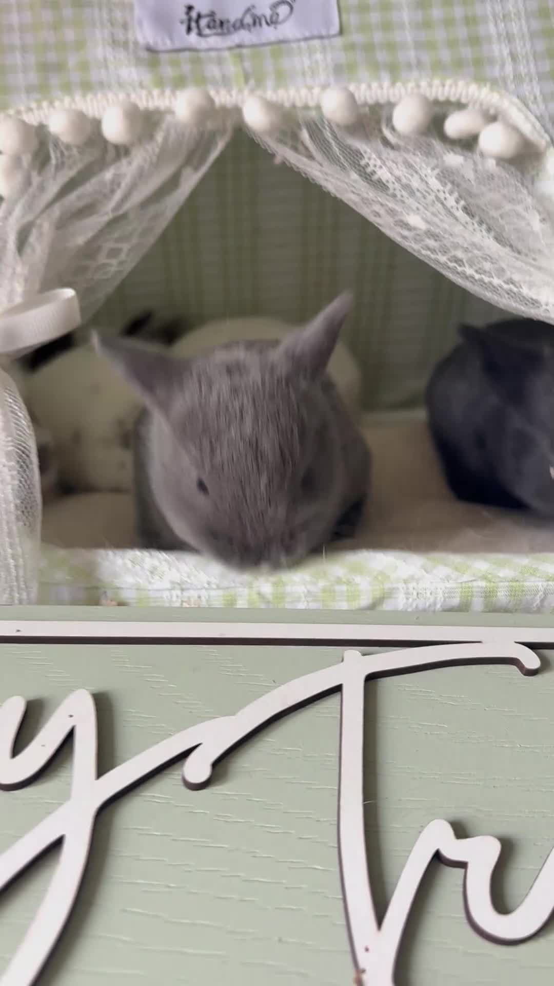 English rabbits for sale: 5 beautiful baby bunnies🐰  in Blackpool - Video 1