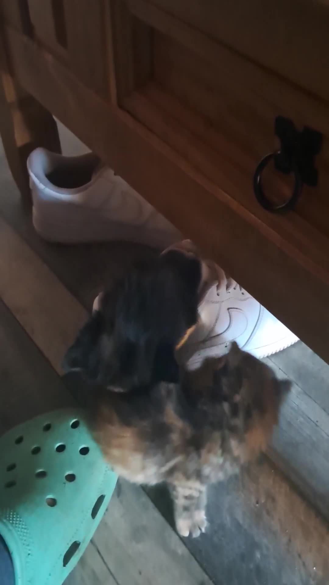 Mixed Breed cats for sale: Calico and very dark tortie kittens - Video 1